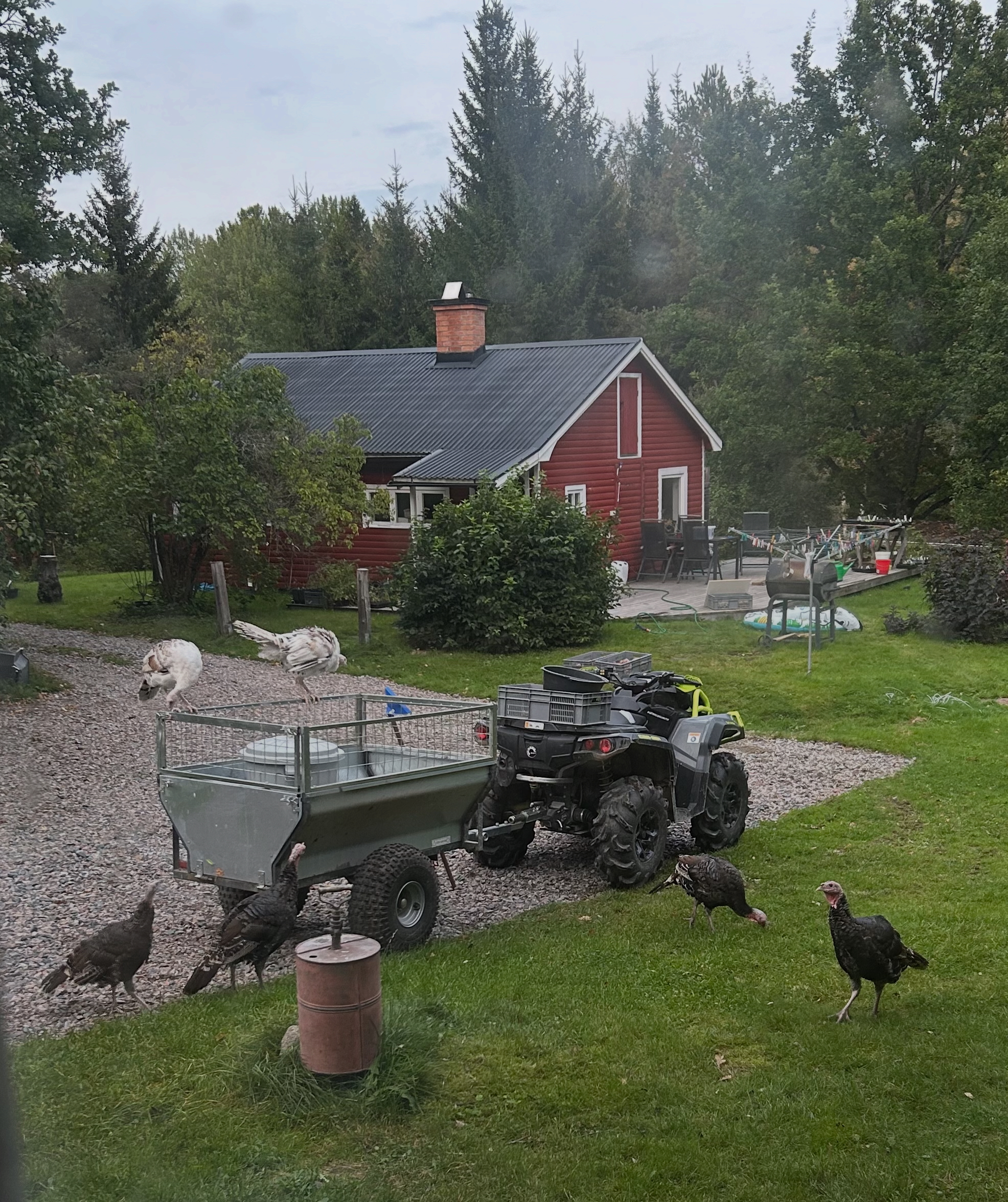Kalkoner ute på gården