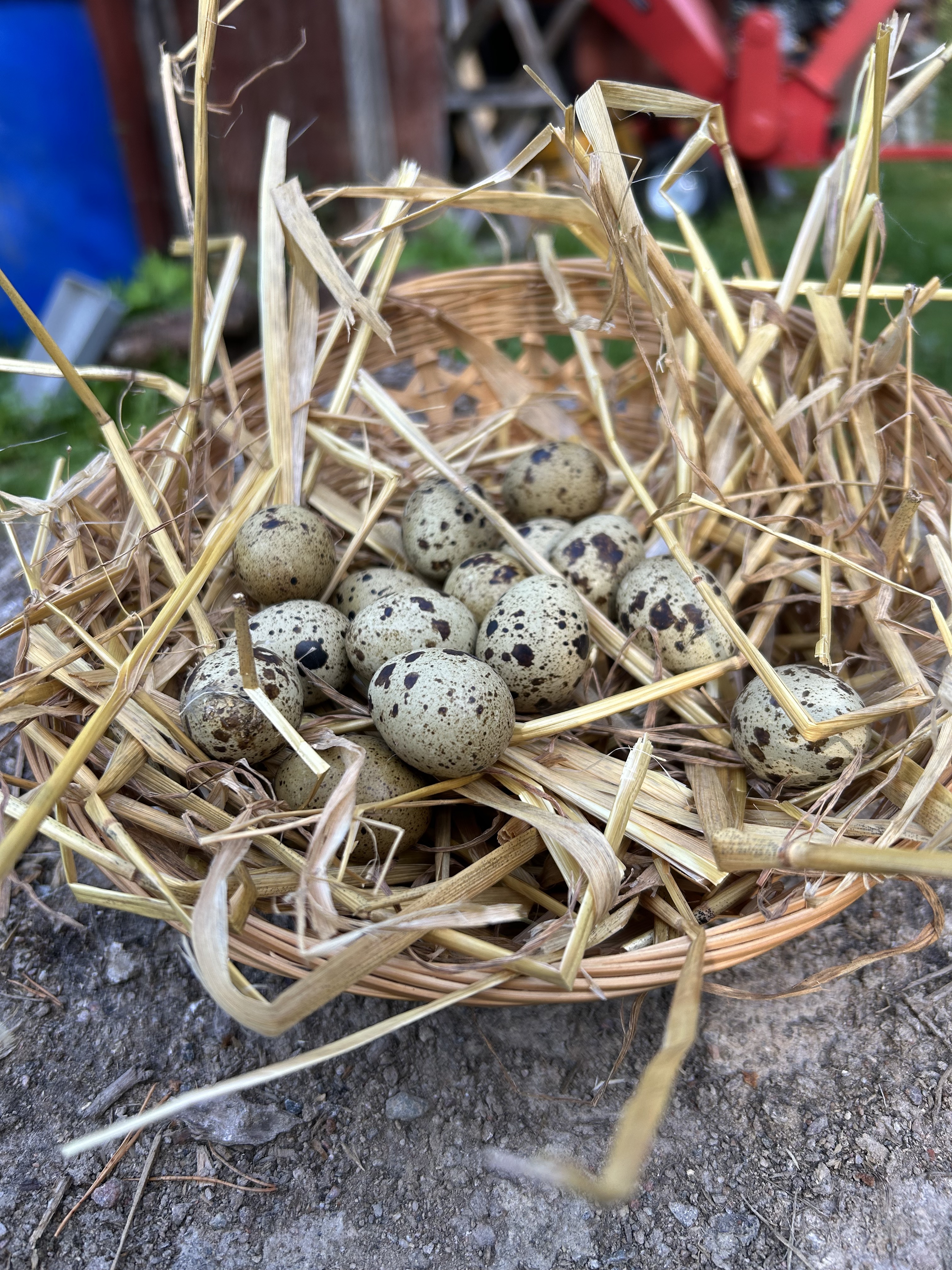 Vaktelägg i korg med halm